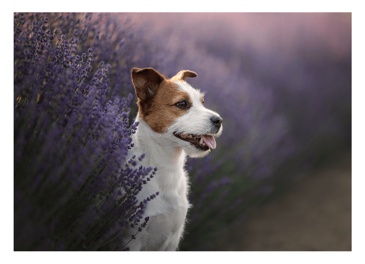 Jack Russel Terrier im Lavendel
