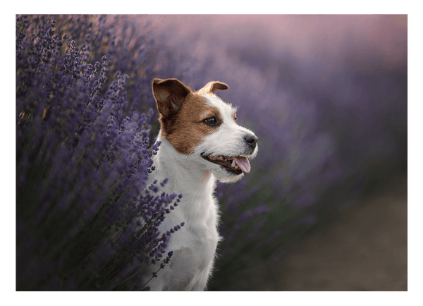 Jack Russel Terrier im Lavendel