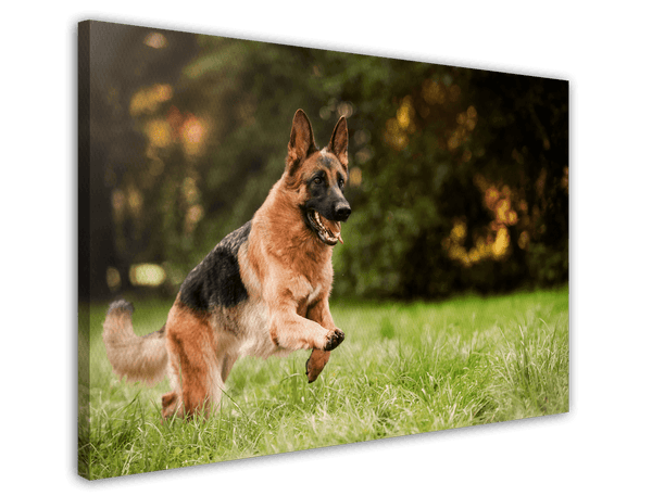 Rennender Schäferhund