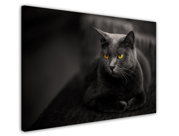 Kartäuser Katze