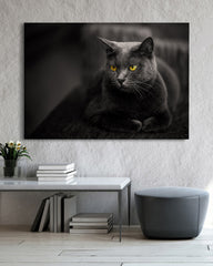 After Hover: Kartäuser Katze