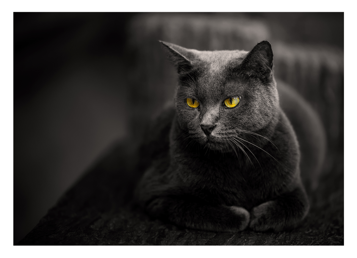 Kartäuser Katze