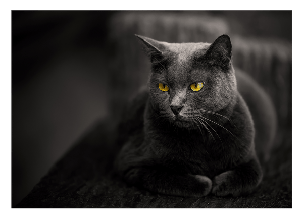 Kartäuser Katze