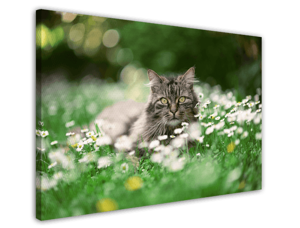 Tier Fotografie - Katze auf Blumenwiese mit Gänseblümchen