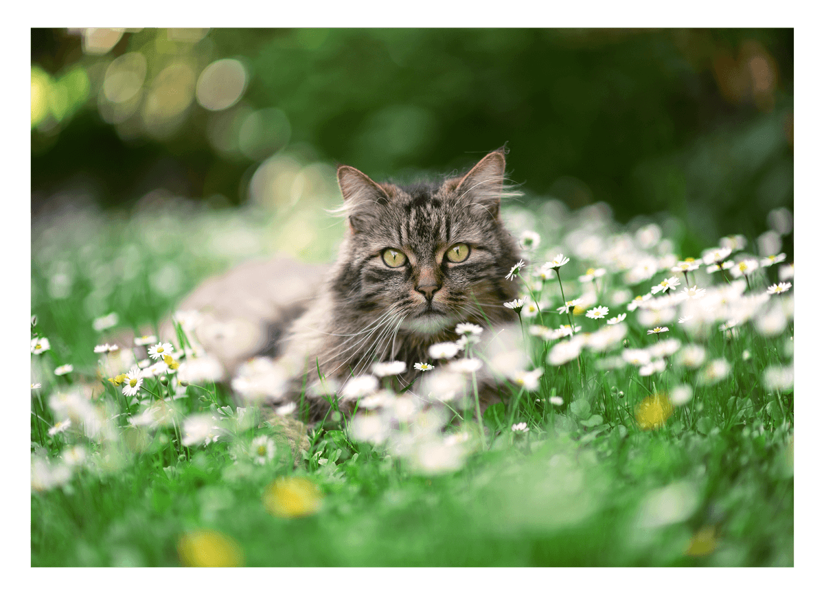 Tier Fotografie - Katze auf Blumenwiese mit Gänseblümchen