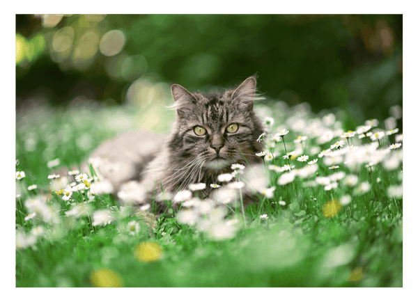 Tier Fotografie - Katze auf Blumenwiese mit Gänseblümchen