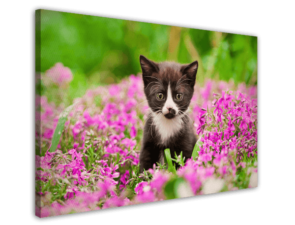 Katzen-Baby in Blumenwiese