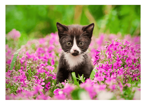 Katzen-Baby in Blumenwiese