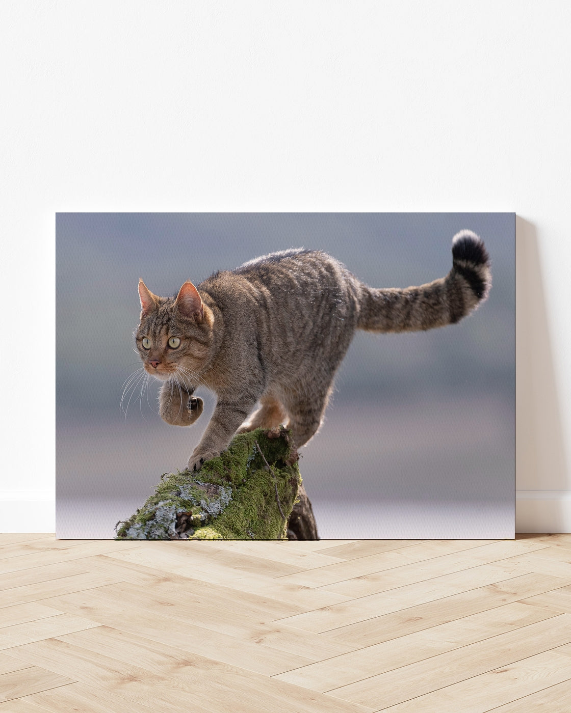 stretched-canvas