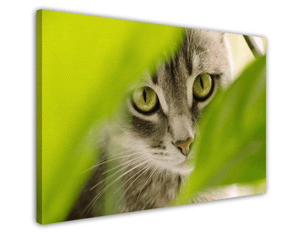 Katze - Nahaufnahme