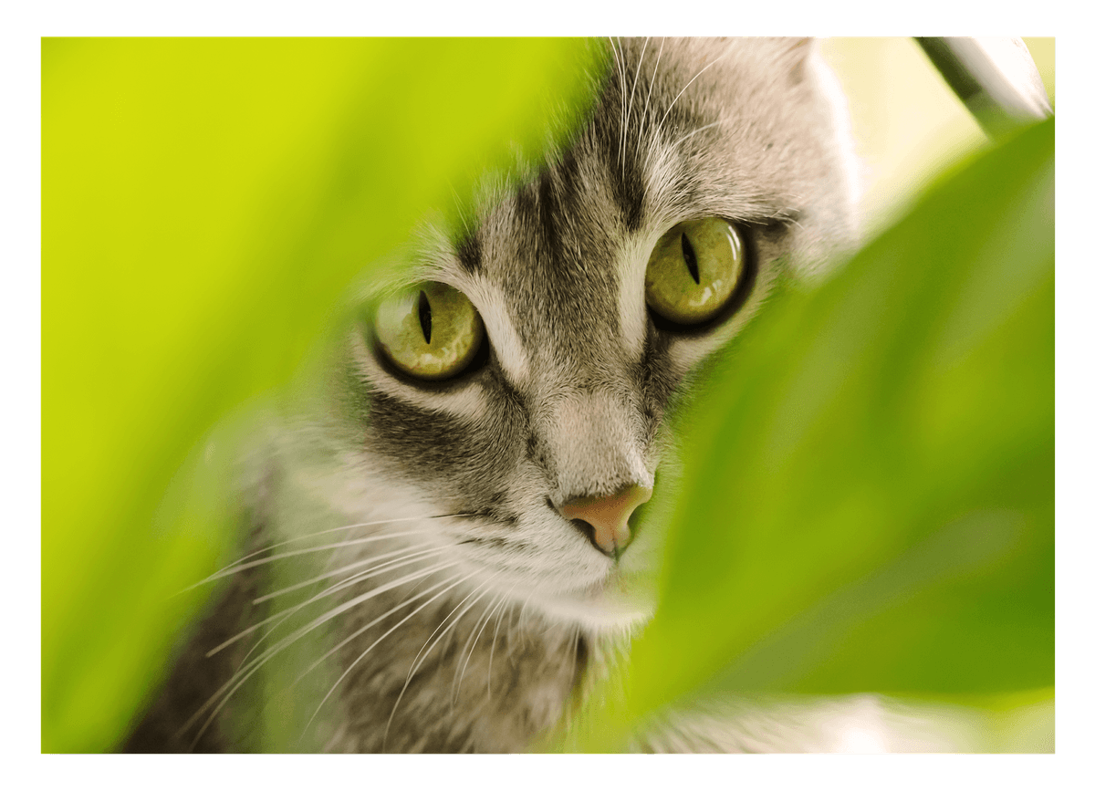 Katze - Nahaufnahme