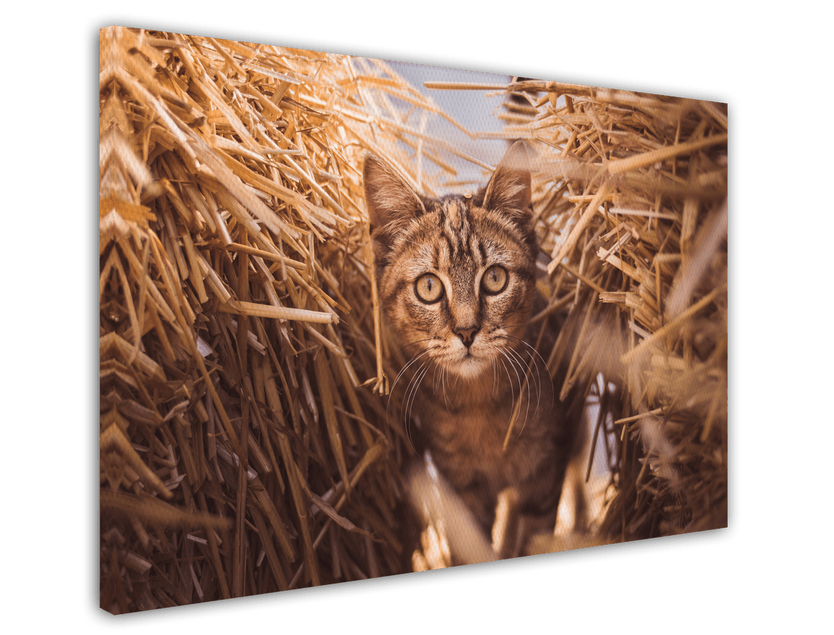 stretched-canvas