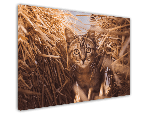 Katze im Stroh