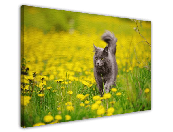 Katze auf gelber Blumenwiese - Tier & Natur Fotografie