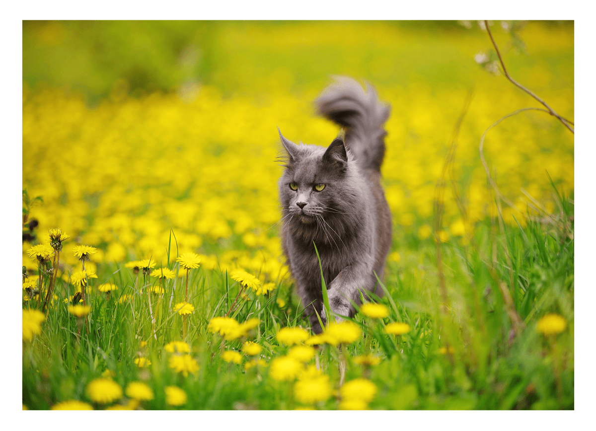 Katze auf gelber Blumenwiese - Tier & Natur Fotografie