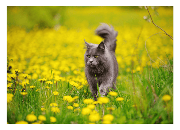 Katze auf gelber Blumenwiese - Tier & Natur Fotografie