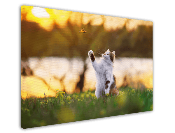 Katze mit Schmetterling