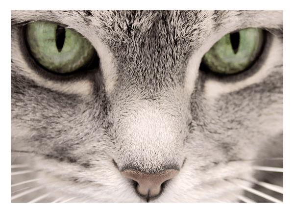 Katzen-Augen