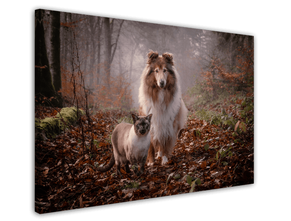 Katze und Hund in der Natur