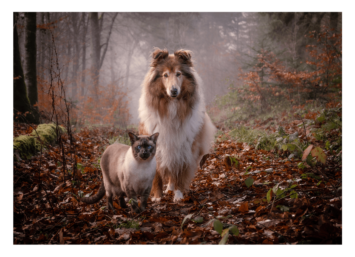Katze und Hund in der Natur