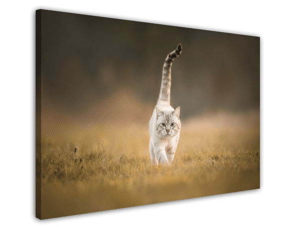 Katze in der Natur