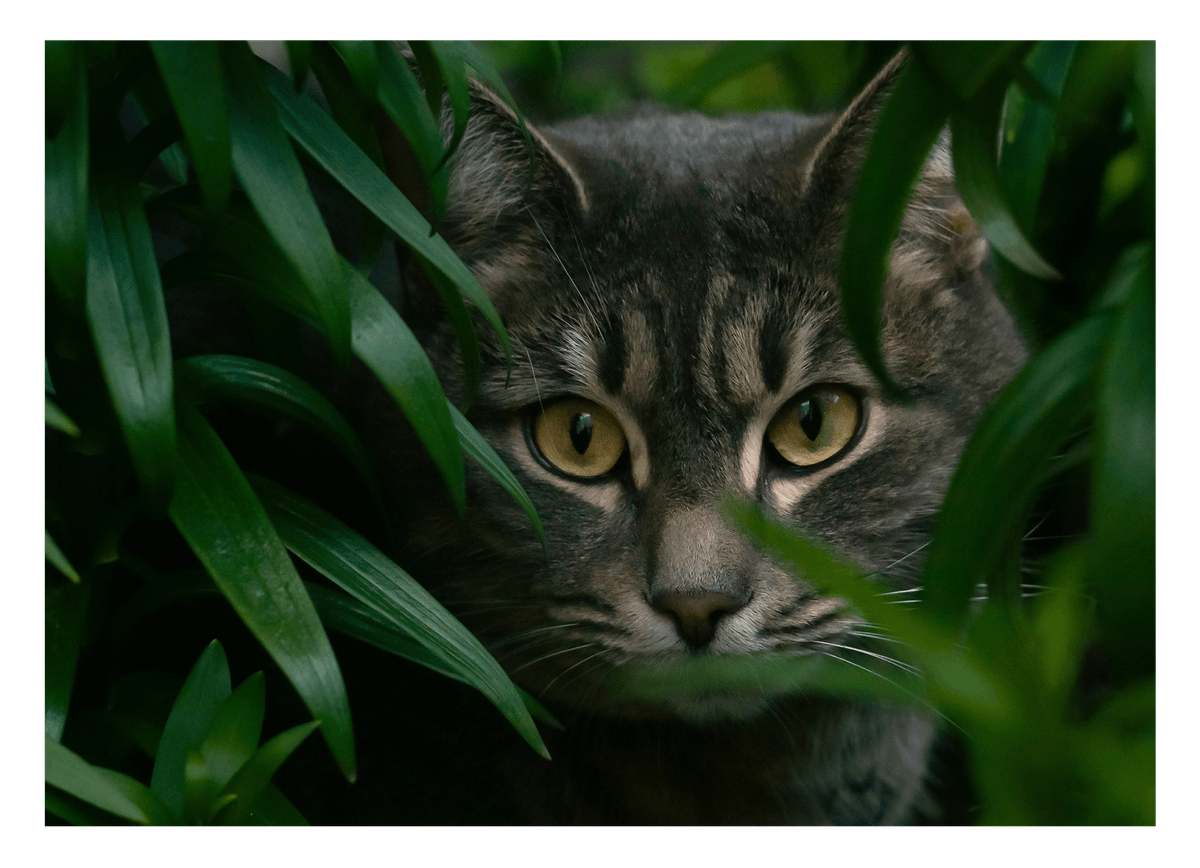 Katze zwischen Blättern