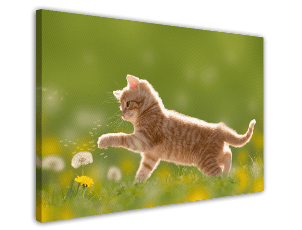Süßes Katzen-Baby