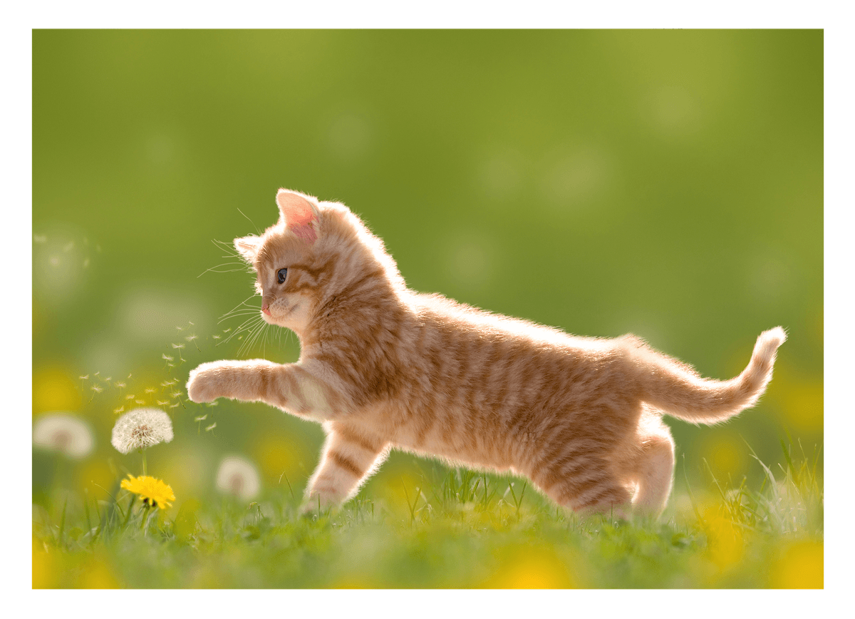 Süßes Katzen-Baby