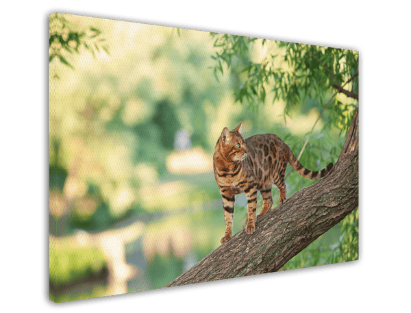 Katze auf Baum