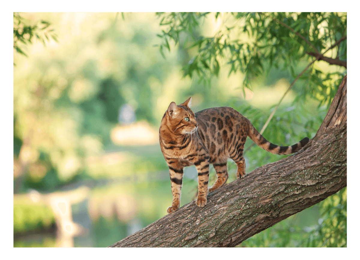Katze auf Baum
