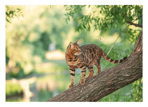 Katze auf Baum