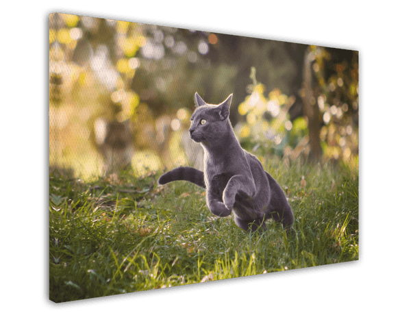 Rennende Katze
