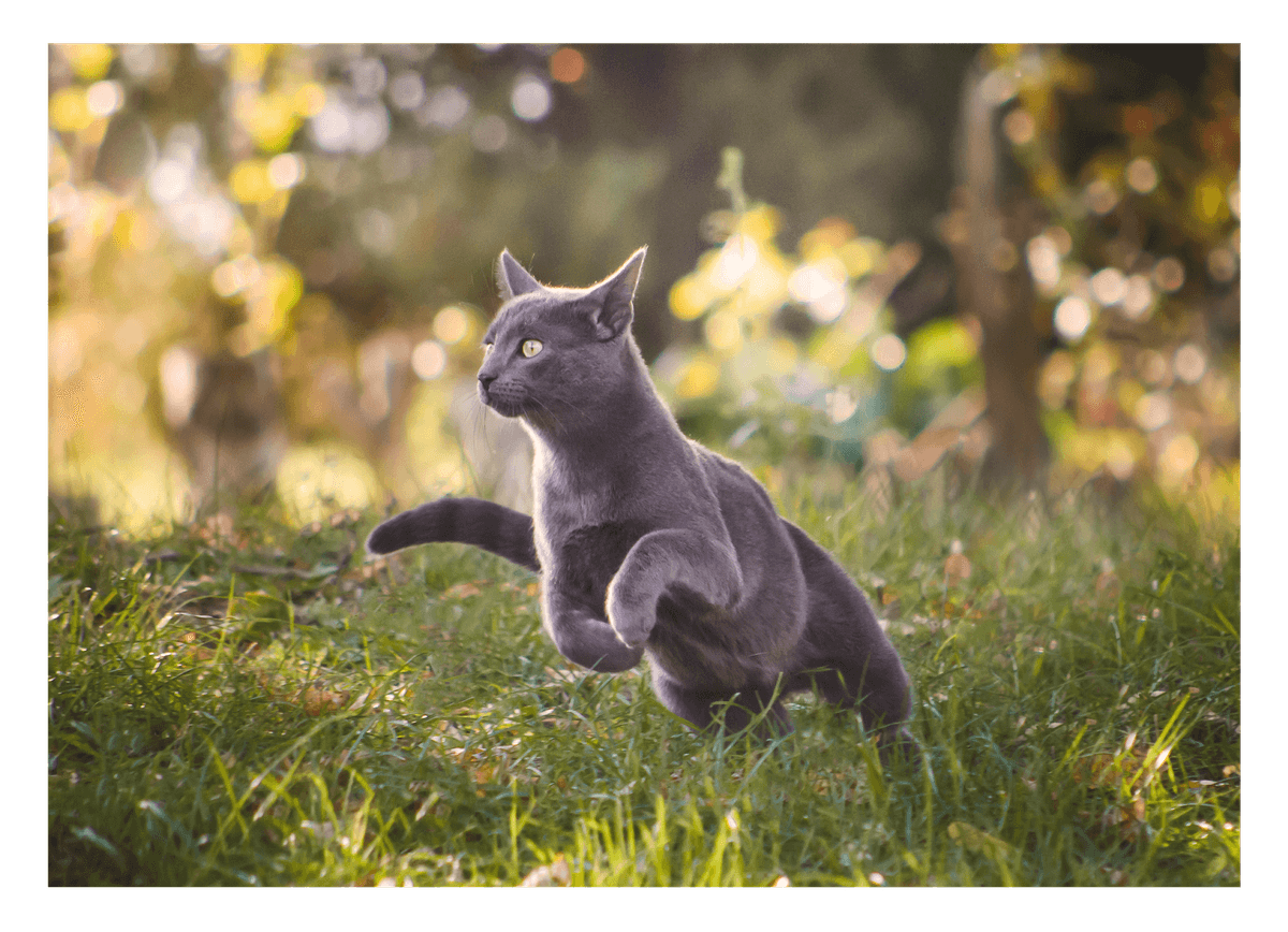 Rennende Katze