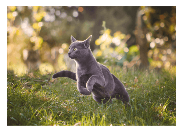 Rennende Katze