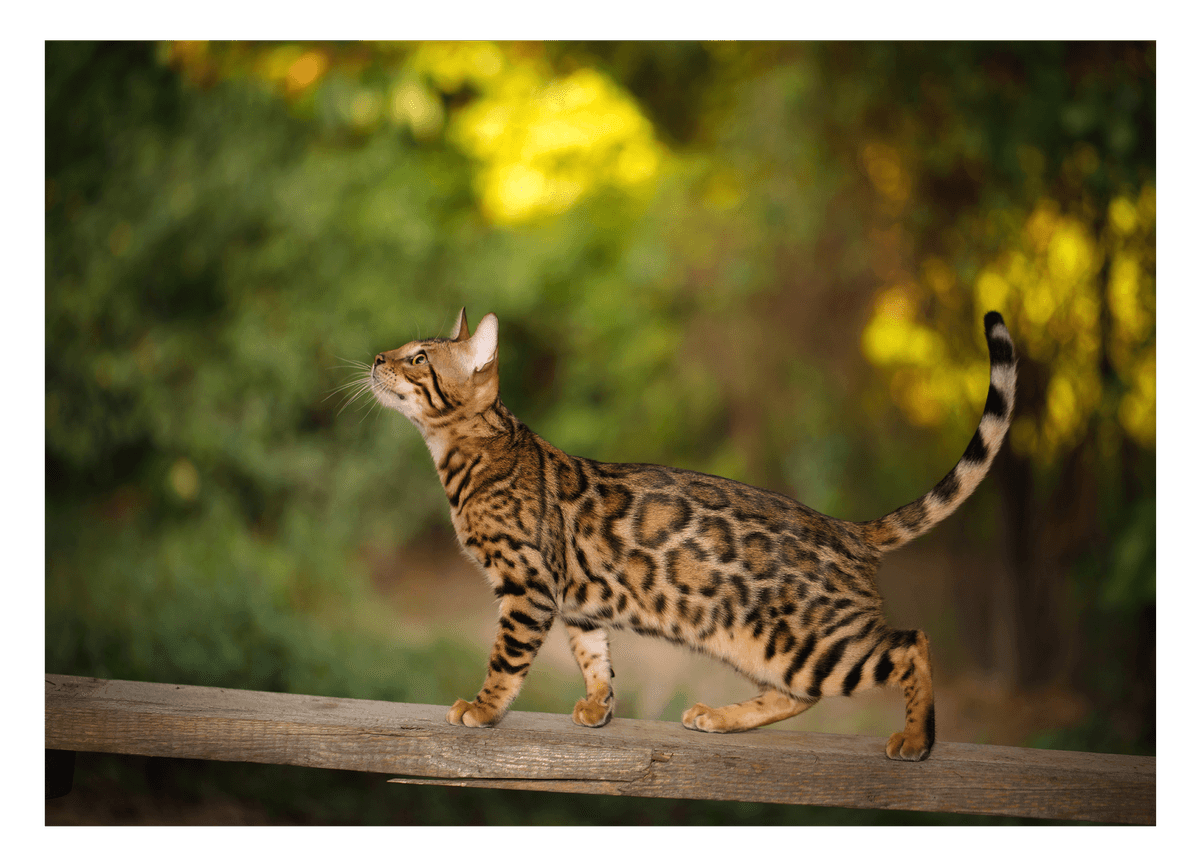 Elegante Katze