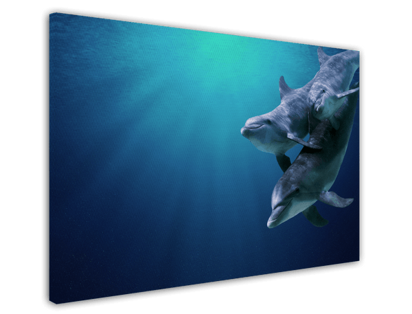 Delfin-Familie