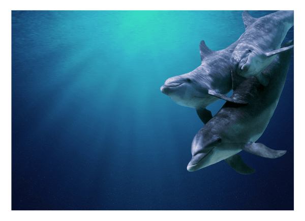 Delfin-Familie