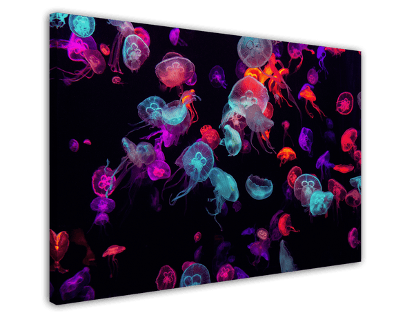 Bunte Quallen