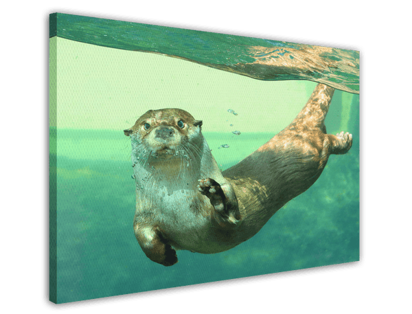Tauchender Seeotter