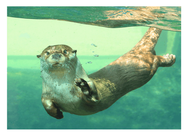 Tauchender Seeotter