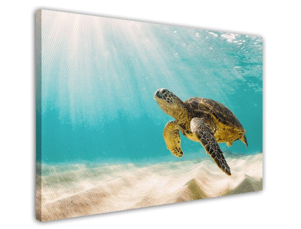 Schwimmende Schildkröte - Faszinierende Tierwelt Unterwasser