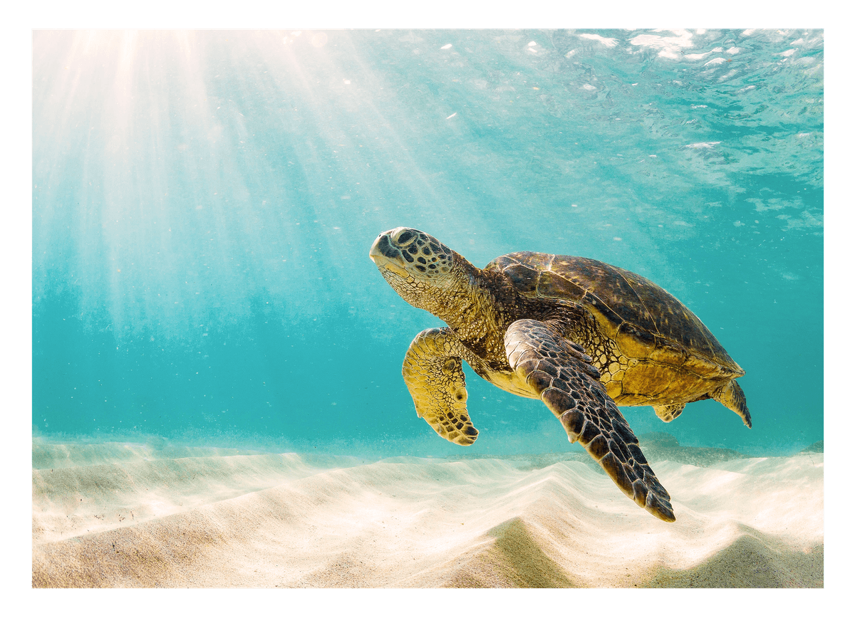 Schwimmende Schildkröte - Faszinierende Tierwelt Unterwasser