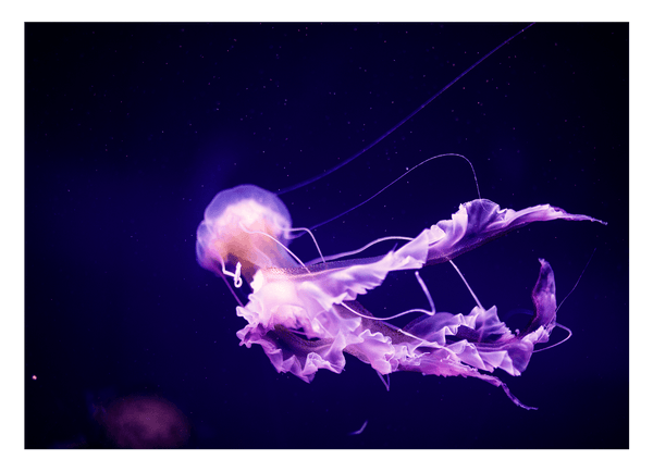 Leuchtende Qualle