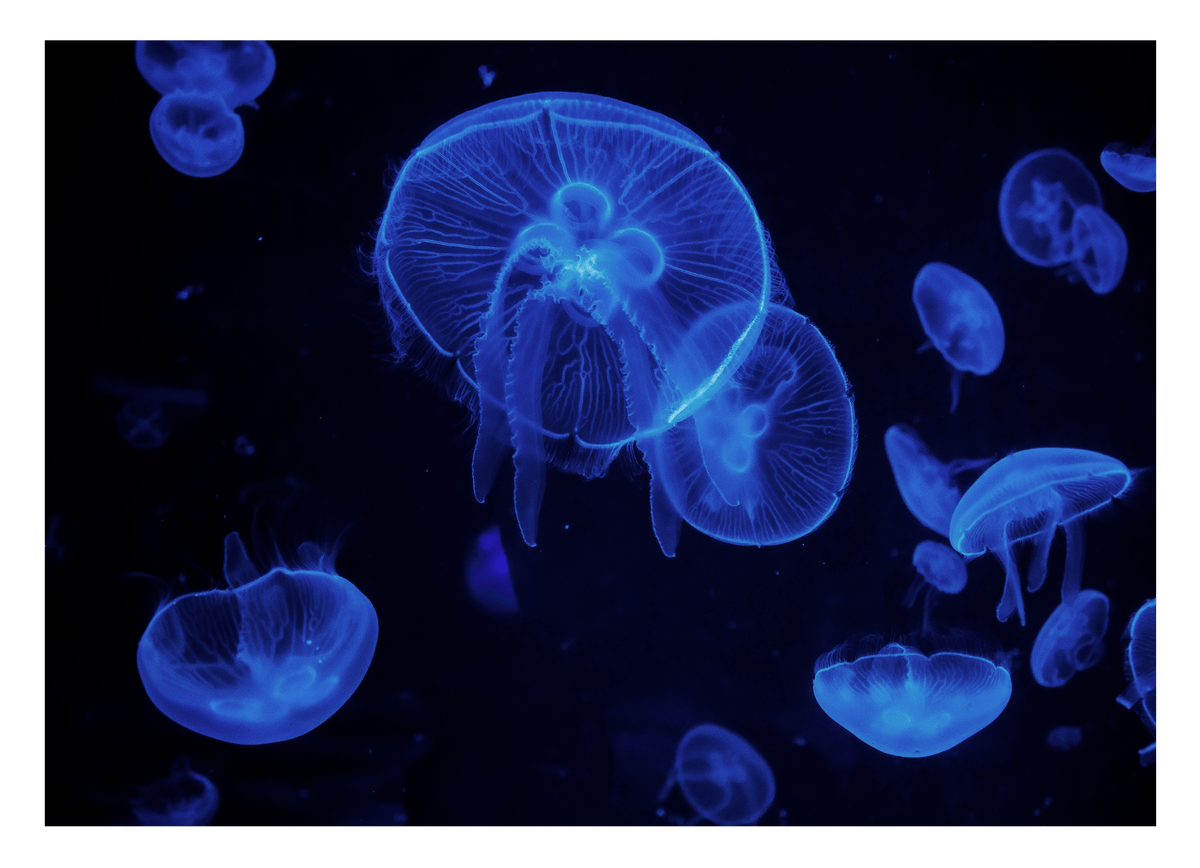 Blaue Quallen