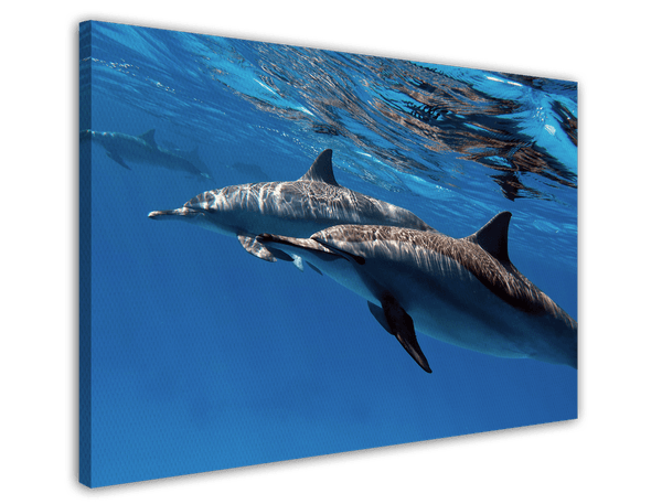 Delfine unter Wasser