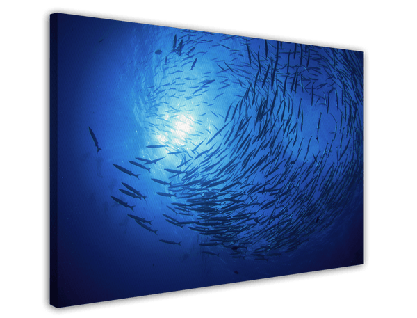 Fischschwarm im Ozean