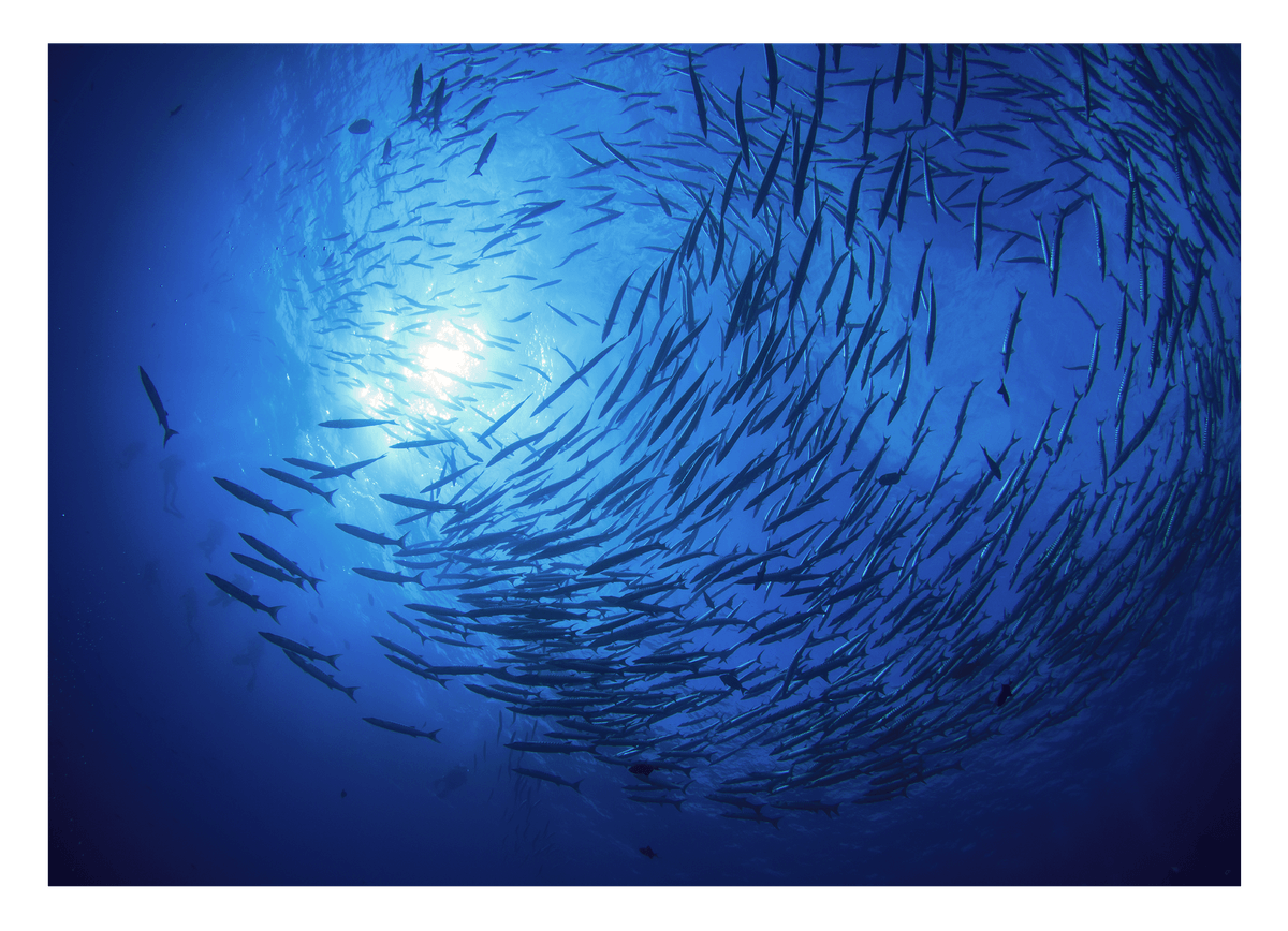 Fischschwarm im Ozean
