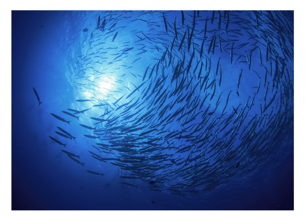 Fischschwarm im Ozean
