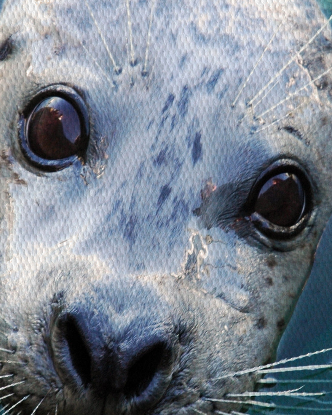 canvas