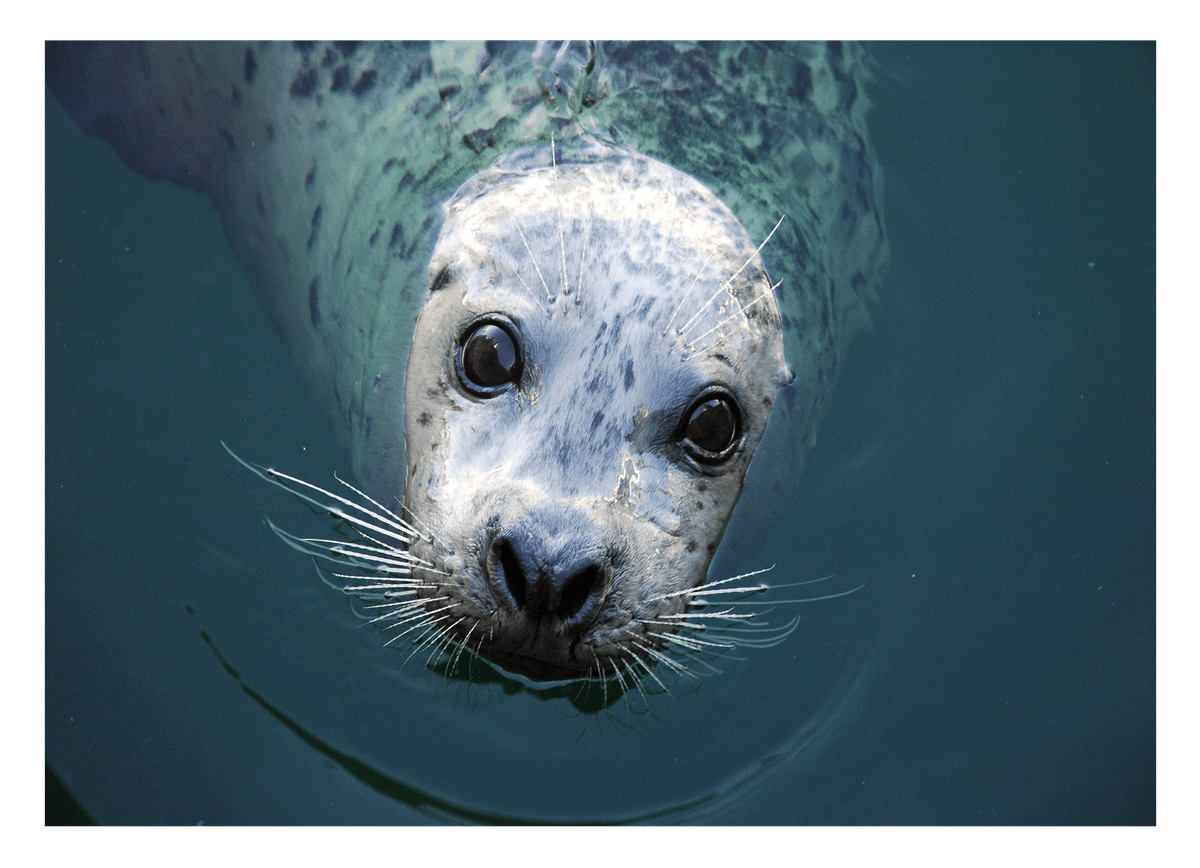 Seerobbe schaut aus dem Wasser